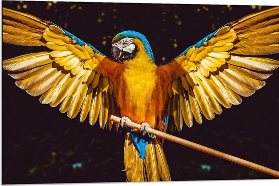 WallClassics - Dibond - Blauw met Gele Are Papegaai met Gespreide Vleugels - 90x60 cm Foto op Aluminium (Wanddecoratie van metaal)