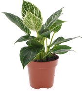 Plant in a Box - Philodendron 'White Wave' - Kamerplant - Pot 12cm - Hoogte 20-30cm