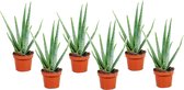 Plant in a Box - Aloë Vera - Set van 6 - Kamerplanten - Succulenten - Pot 10.5cm - Hoogte 25-40cm