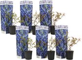 Plant in a Box - Vaccinium corymbosum 'Sunshine Blue' - Set van 6 - Winterharde bessenplanten - Pot 9cm - Hoogte 25-40cm
