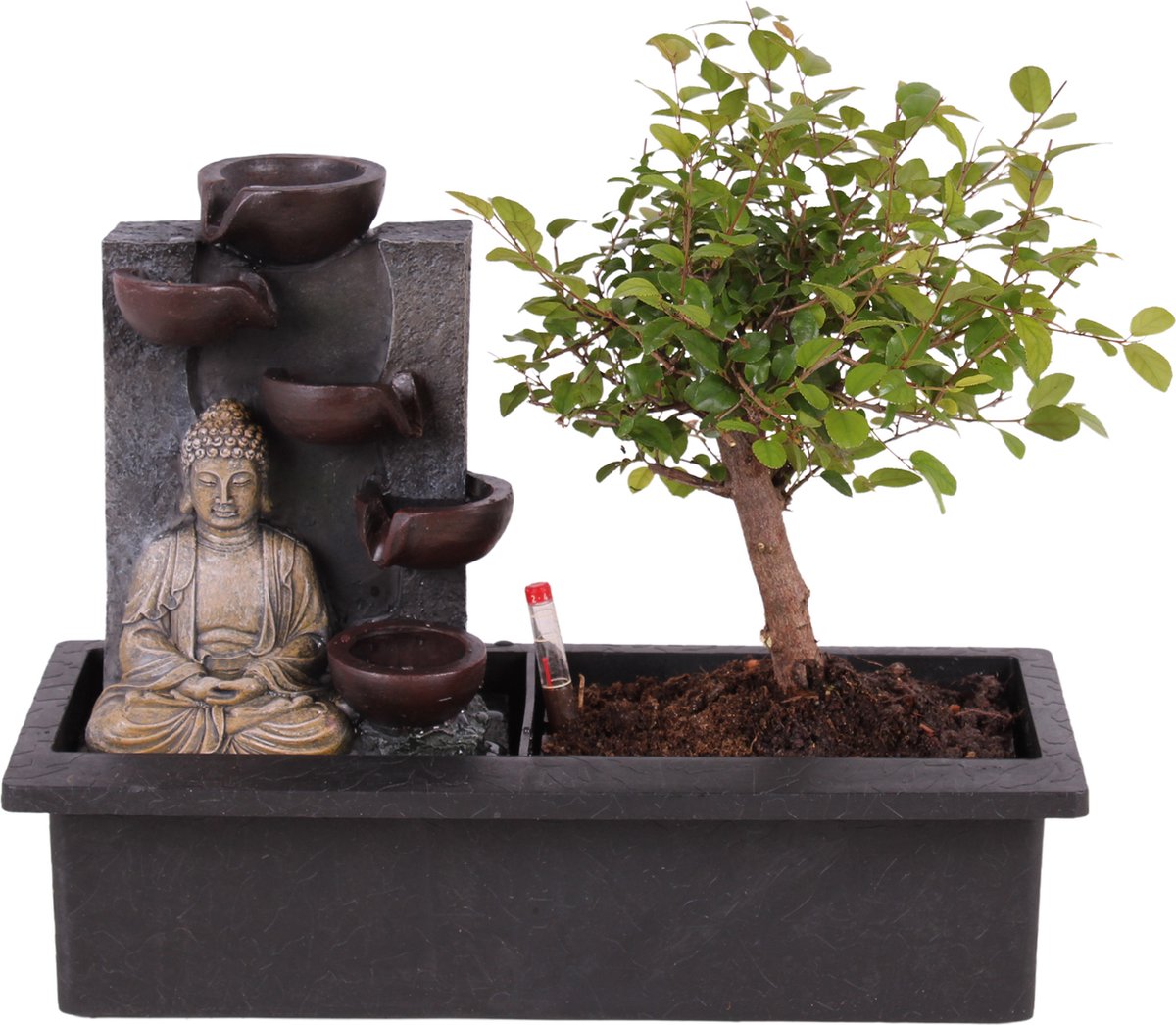 Bonsaï avec système d'eau - Pierres zen - Plante d'intérieur - Hauteur  25-35cm