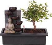 Plant in a Box - Bonsai boompje met Easy-care watersysteem én stromende waterval over Buddha beeldje - kamerplant - Hoogte 25-35cm