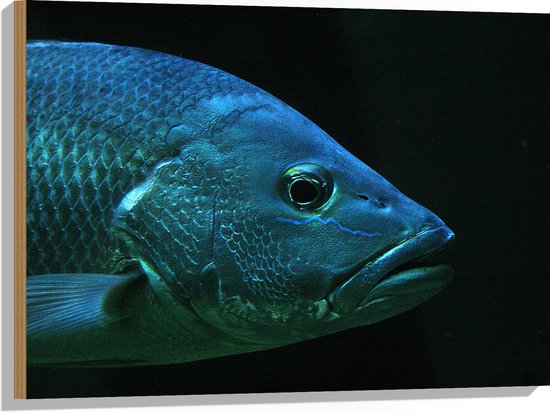 WallClassics - Hout - Grote Karpervis tegen Zwarte Achtergrond - 80x60 cm - 9 mm dik - Foto op Hout (Met Ophangsysteem)