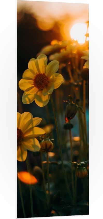 PVC Schuimplaat- Zonsondergang achter Gele Kleine Bloemen - 50x150 cm Foto op PVC Schuimplaat