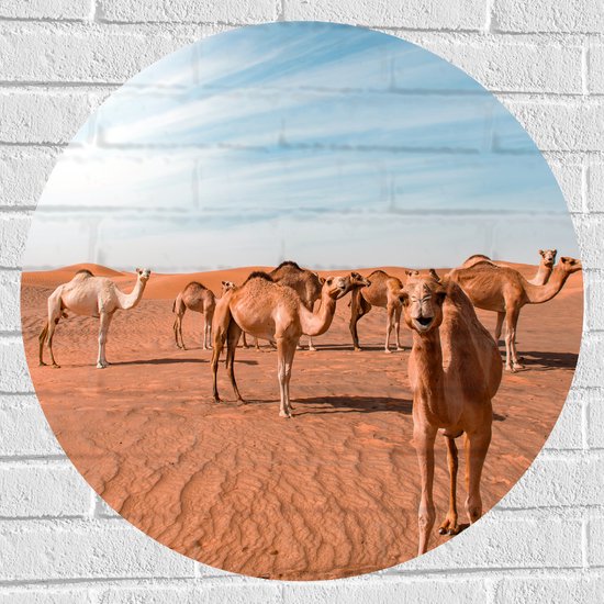 Muursticker Cirkel - Dromedarissen in de Woestijn - 70x70 cm Foto op Muursticker