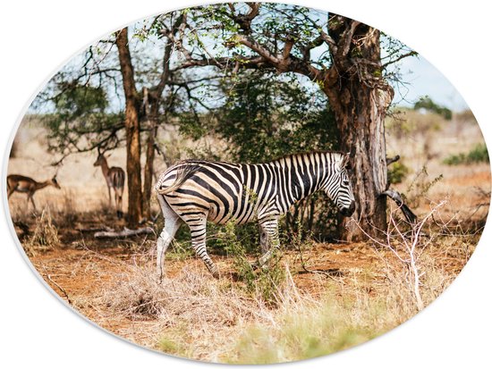WallClassics - PVC Schuimplaat Ovaal - Gestreepte Zebra bij Bomen in Droog Landschap - 40x30 cm Foto op Ovaal (Met Ophangsysteem)