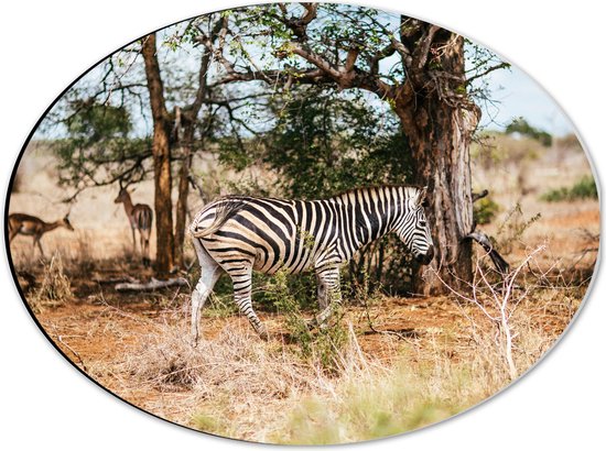 WallClassics - Dibond Ovaal - Gestreepte Zebra bij Bomen in Droog Landschap - 40x30 cm Foto op Ovaal (Met Ophangsysteem)