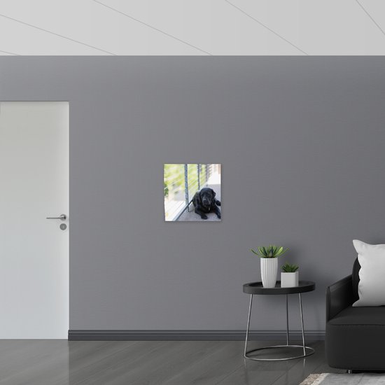 WallClassics - Poster Glossy - Chien couché sur le trottoir - Photo 50x50 cm sur papier poster avec finition brillante