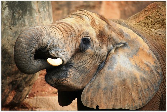 WallClassics - Poster (Matte) - Éléphant qui mange - 60x40 cm Photo sur Papier Poster avec un aspect Mat