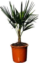 Tropictrees - Palmboom - Trachycarpus Fortunei - Plant - Winterhard - Pot ⌀ 30cm - Hoogte ca. 100cm