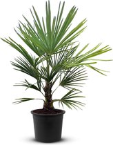 Tropictrees - Palmboom - Trachycarpus Fortunei - Plant - Winterhard - Pot ⌀ 32cm - Hoogte ca. 120cm