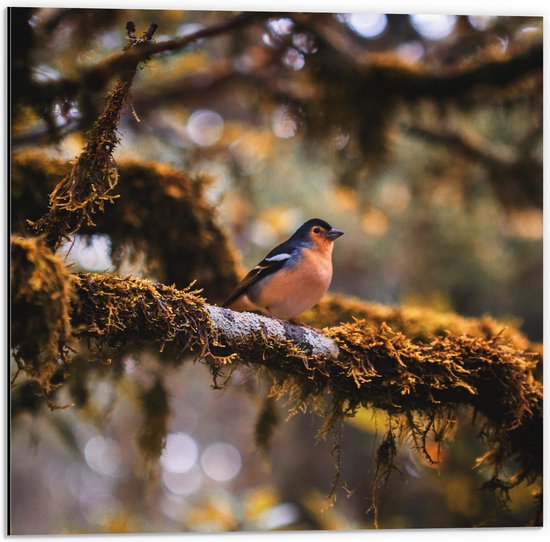 Dibond - Kleine Blauw-Oranje Vogel op een Tak - 50x50 cm Foto op Aluminium (Wanddecoratie van metaal)