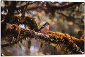 Tuinposter – Kleine Blauw-Oranje Vogel op een Tak - 105x70 cm Foto op Tuinposter (wanddecoratie voor buiten en binnen)