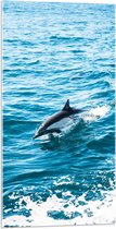 WallClassics - Acrylglas - Dolfijn Zwemmend in de Zee - 50x100 cm Foto op Acrylglas (Met Ophangsysteem)