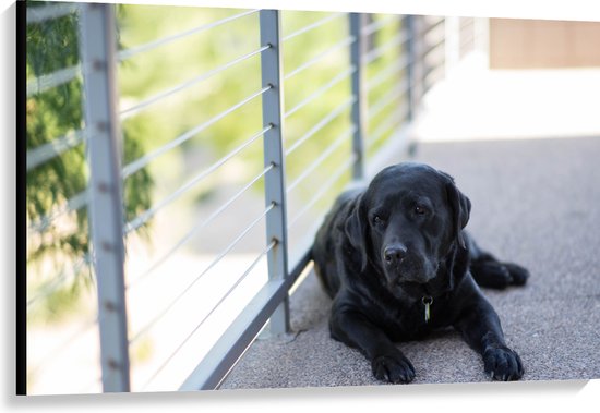 WallClassics - Canvas - Liggendde Hond op Stoep - 120x80 cm Foto op Canvas Schilderij (Wanddecoratie op Canvas)