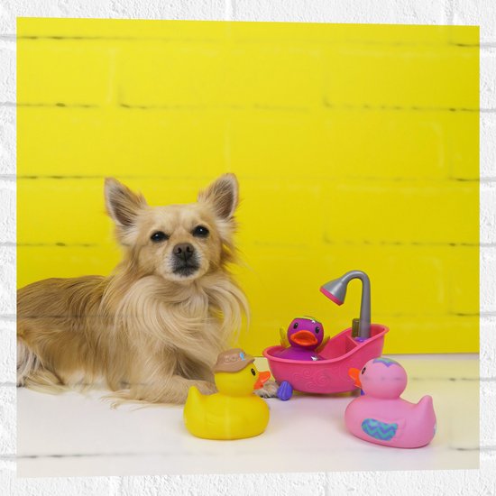 WallClassics - Muursticker - Chihuahua met Roze Badkuip en Eendjes tegen Gele Achtergrond - 50x50 cm Foto op Muursticker
