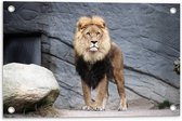 WallClassics - Tuinposter – Grote Mannetjes Leeuw bij Rots - 60x40 cm Foto op Tuinposter (wanddecoratie voor buiten en binnen)