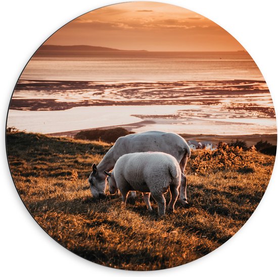 Dibond Muurcirkel - Grazende Schapen bij de Zee - 60x60 cm Foto op Aluminium Muurcirkel (met ophangsysteem)