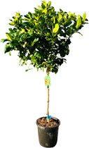 Tropictrees - Citroenboom - Citrus Limon - Citroen - Eetbaar - Citrusboom - Hoogte ca. 150cm