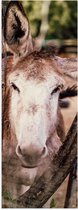 Poster Glanzend – Ezel tussen Twee Boomstammen - 20x60 cm Foto op Posterpapier met Glanzende Afwerking