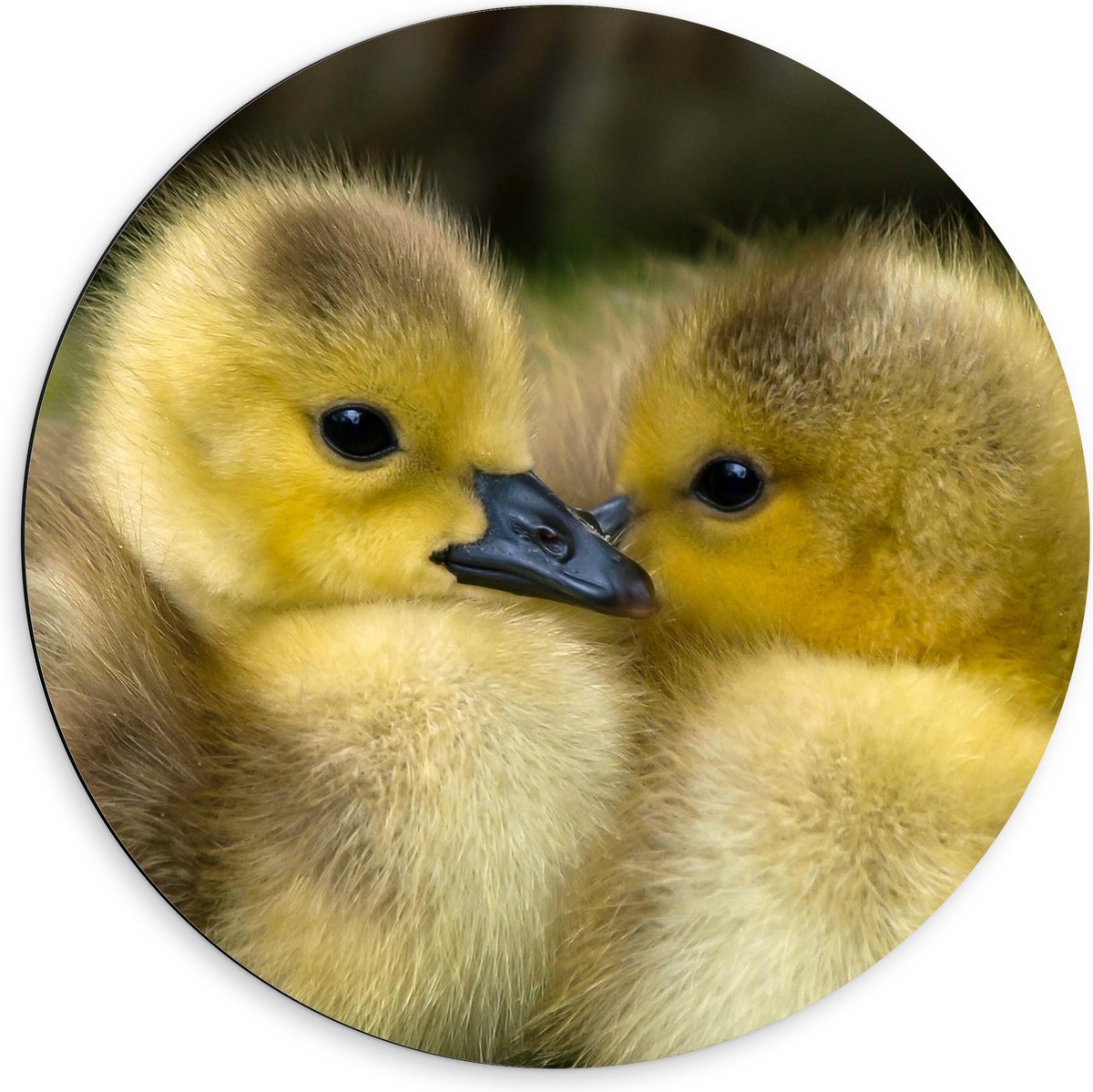 Dibond Muurcirkel - Knuffelende Gele Kuikens - 60x60 cm Foto op Aluminium Muurcirkel (met ophangsysteem)