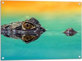 WallClassics - Tuinposter – Kleine Alligator aan Blauw Wateroppervlak met Oranje Lucht - 80x60 cm Foto op Tuinposter (wanddecoratie voor buiten en binnen)