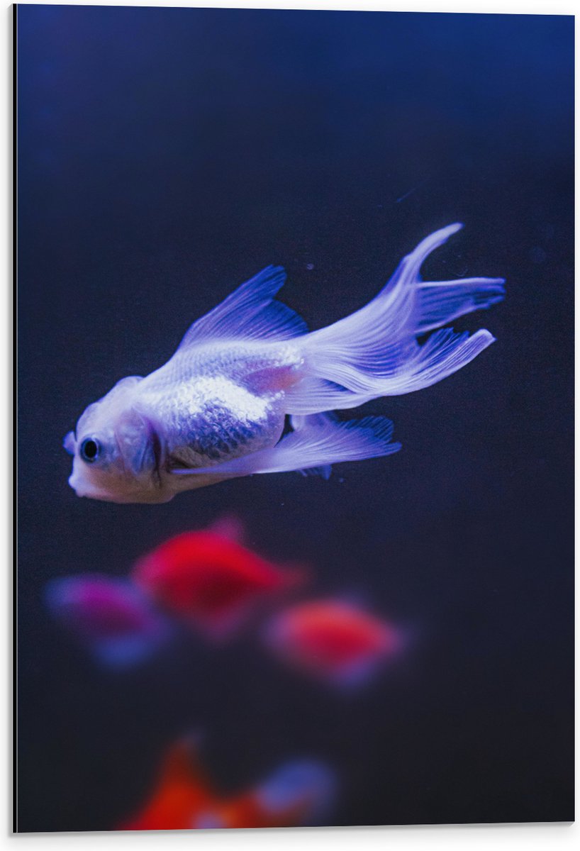 Dibond - Mooie Witte Vis in het Aquarium - 40x60 cm Foto op Aluminium (Wanddecoratie van metaal)