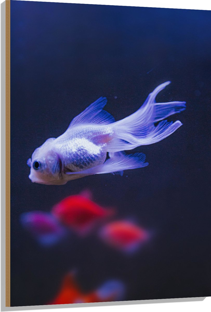Hout - Mooie Witte Vis in het Aquarium - 80x120 cm - 9 mm dik - Foto op Hout (Met Ophangsysteem)