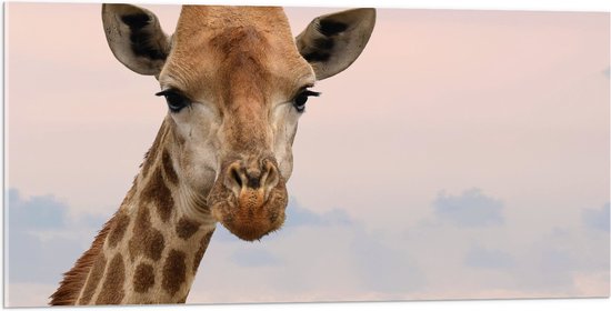 WallClassics - Acrylglas - Kop van Aankijkende Giraffe - 100x50 cm Foto op Acrylglas (Met Ophangsysteem)