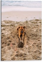 Dibond - Gravende Hond op het Strand - 40x60 cm Foto op Aluminium (Met Ophangsysteem)