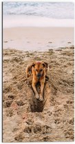 Dibond - Gravende Hond op het Strand - 50x100 cm Foto op Aluminium (Met Ophangsysteem)