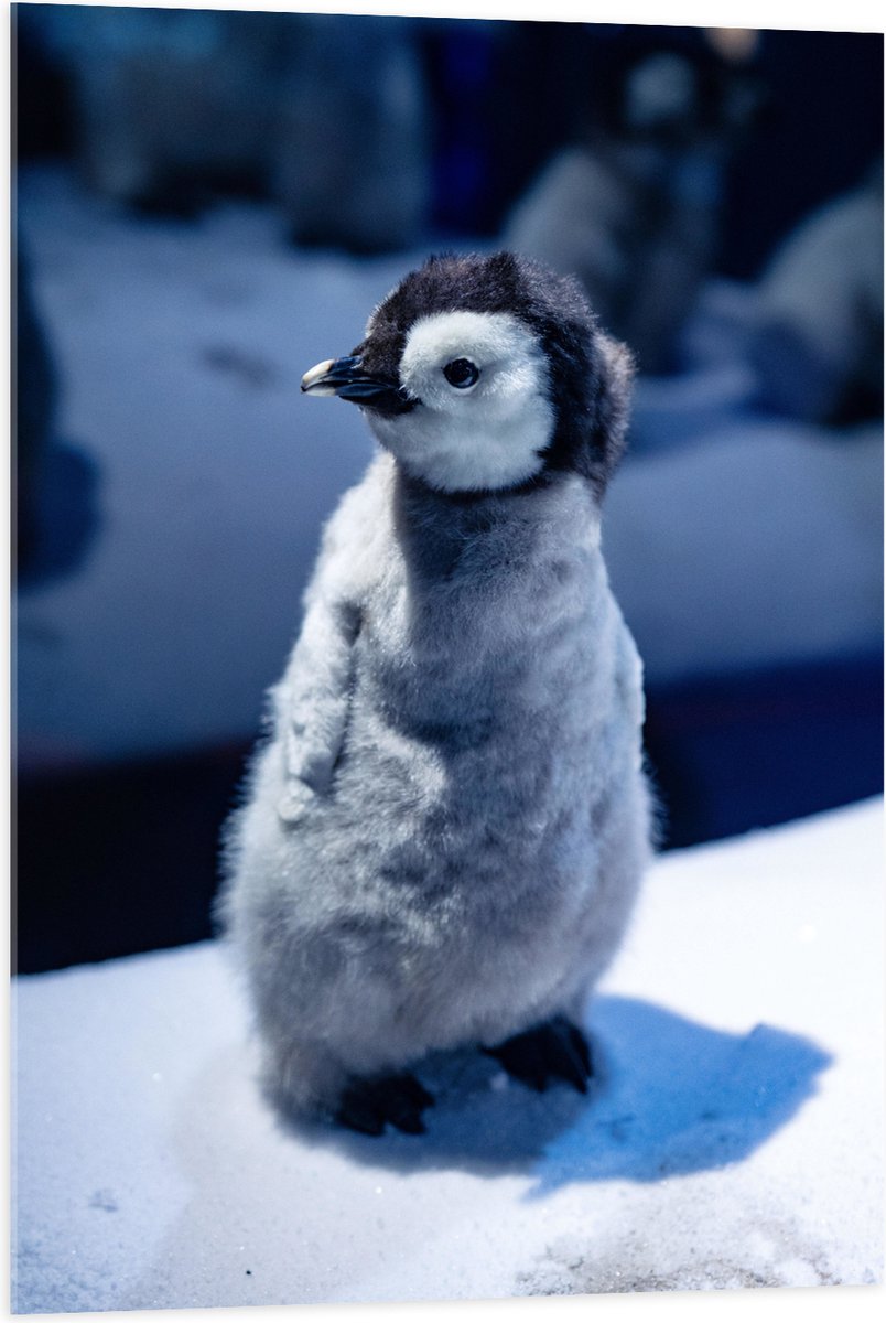 Acrylglas - Baby Pinguïn in de Sneeuw - 70x105 cm Foto op Acrylglas (Met Ophangsysteem)