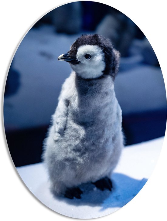 PVC Schuimplaat Ovaal - Baby Pinguïn in de Sneeuw - 42x56 cm Foto op Ovaal (Met Ophangsysteem)