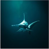 WallClassics - Poster Glossy - Requin Marteau dans l' Water - 50x50 cm Photo sur Papier Poster avec Finition Brillante