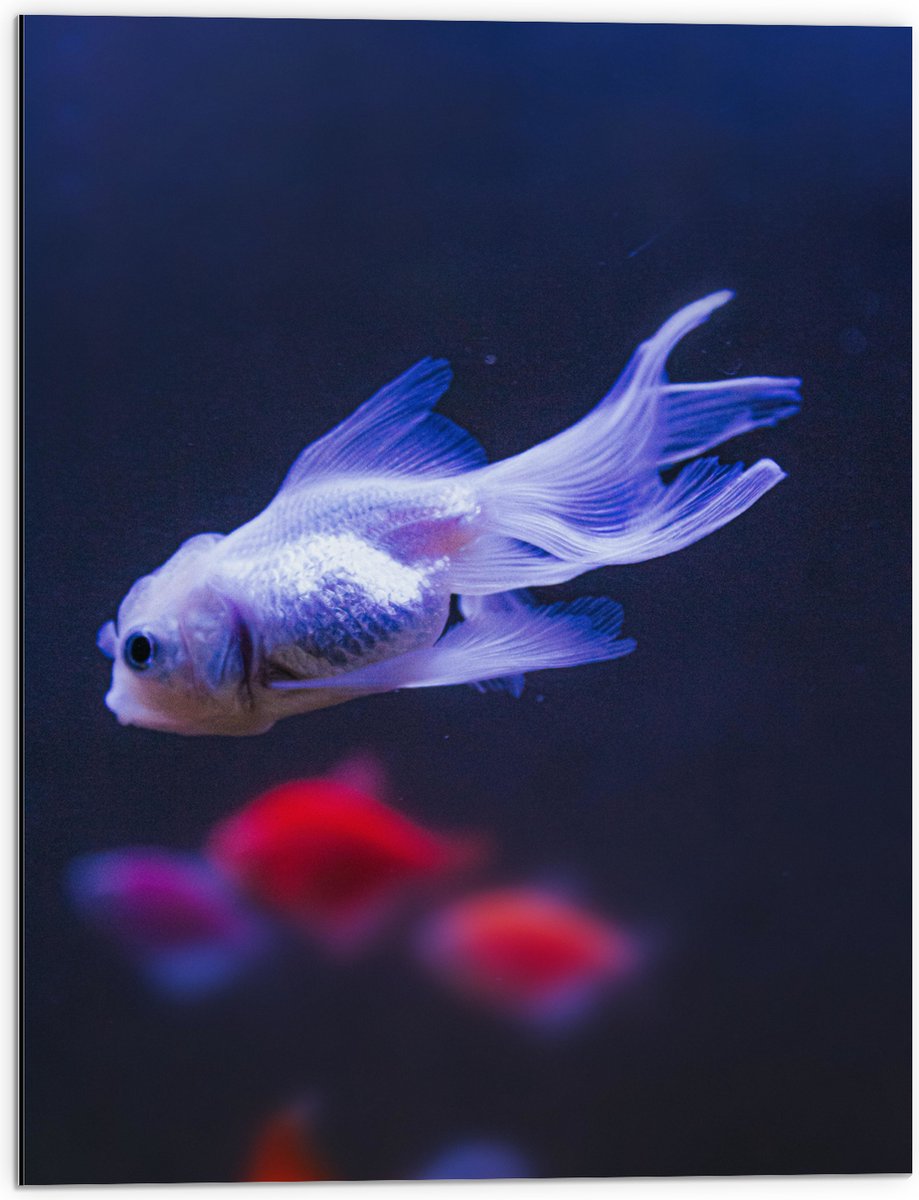 Dibond - Mooie Witte Vis in het Aquarium - 60x80 cm Foto op Aluminium (Met Ophangsysteem)