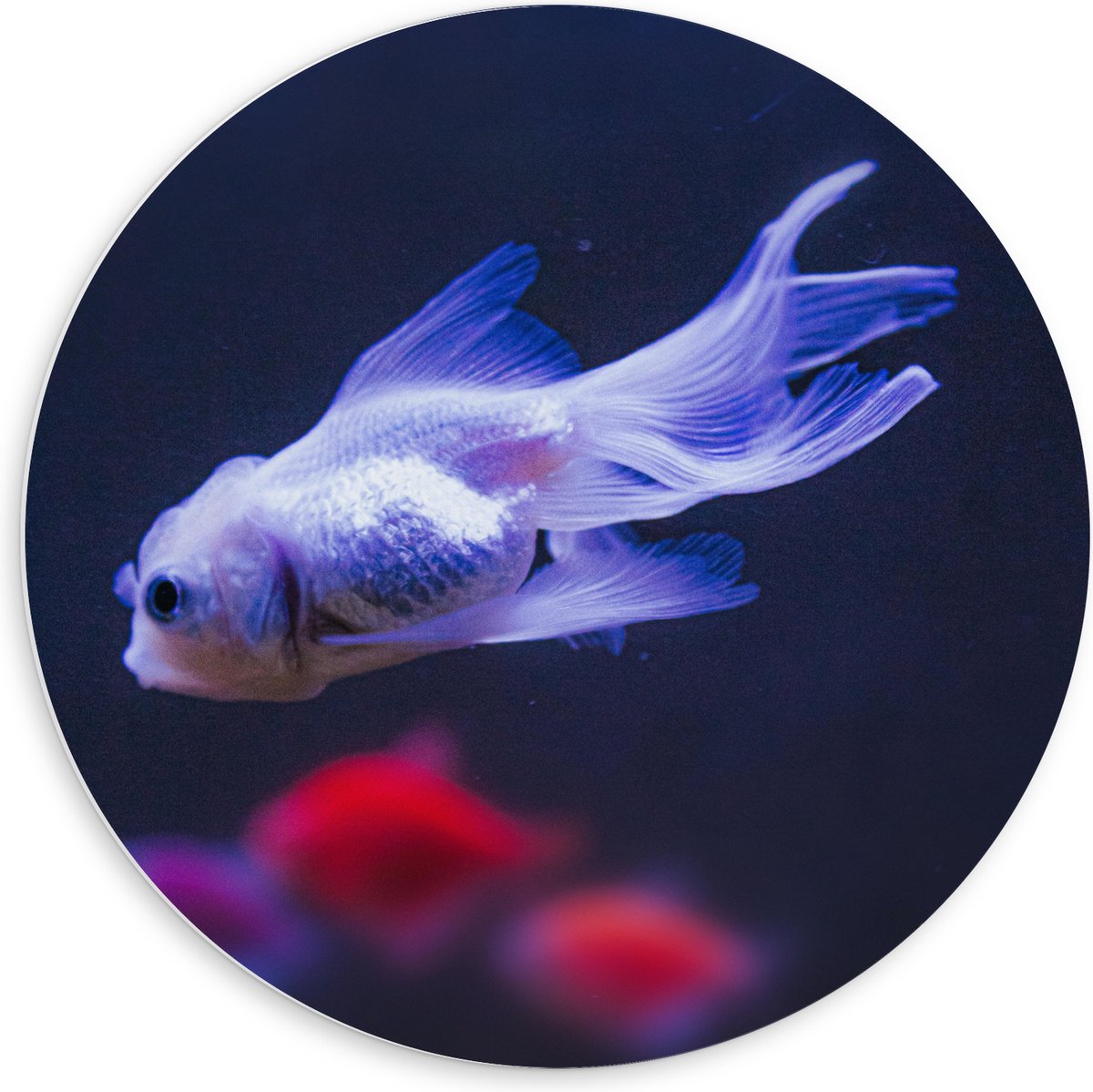 PVC Schuimplaat Muurcirkel - Mooie Witte Vis in het Aquarium - 60x60 cm Foto op Muurcirkel (met ophangsysteem)