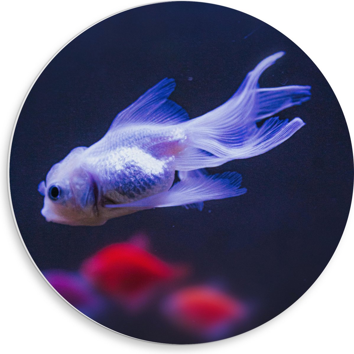 PVC Schuimplaat Muurcirkel - Mooie Witte Vis in het Aquarium - 50x50 cm Foto op Muurcirkel (met ophangsysteem)