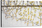 WallClassics - Canvas - Gele Bloemen aan de Muur - 150x100 cm Foto op Canvas Schilderij (Wanddecoratie op Canvas)