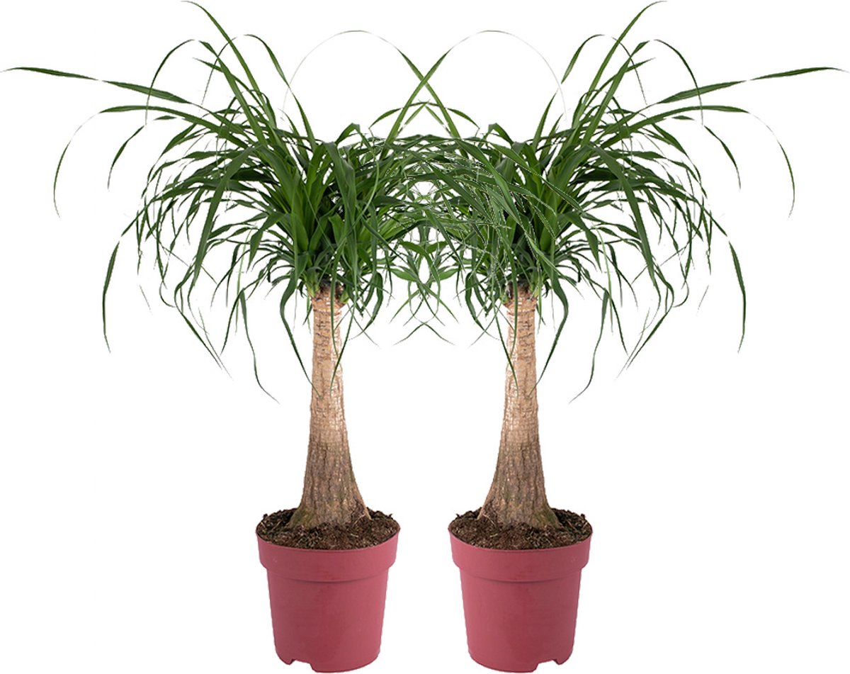 Muda de Pata de Elefante | Nolina (Beaucarnea recurvata) - Plantas Dona