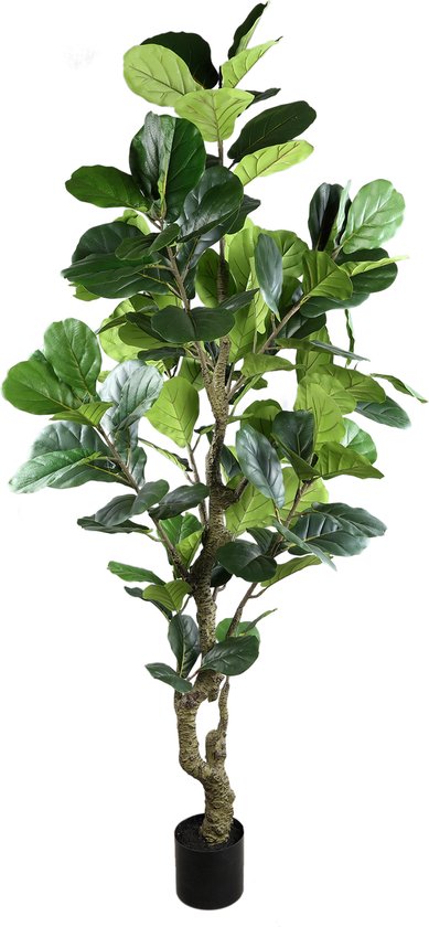 PTMD Arbre Ficus lyrata vert en pot noir