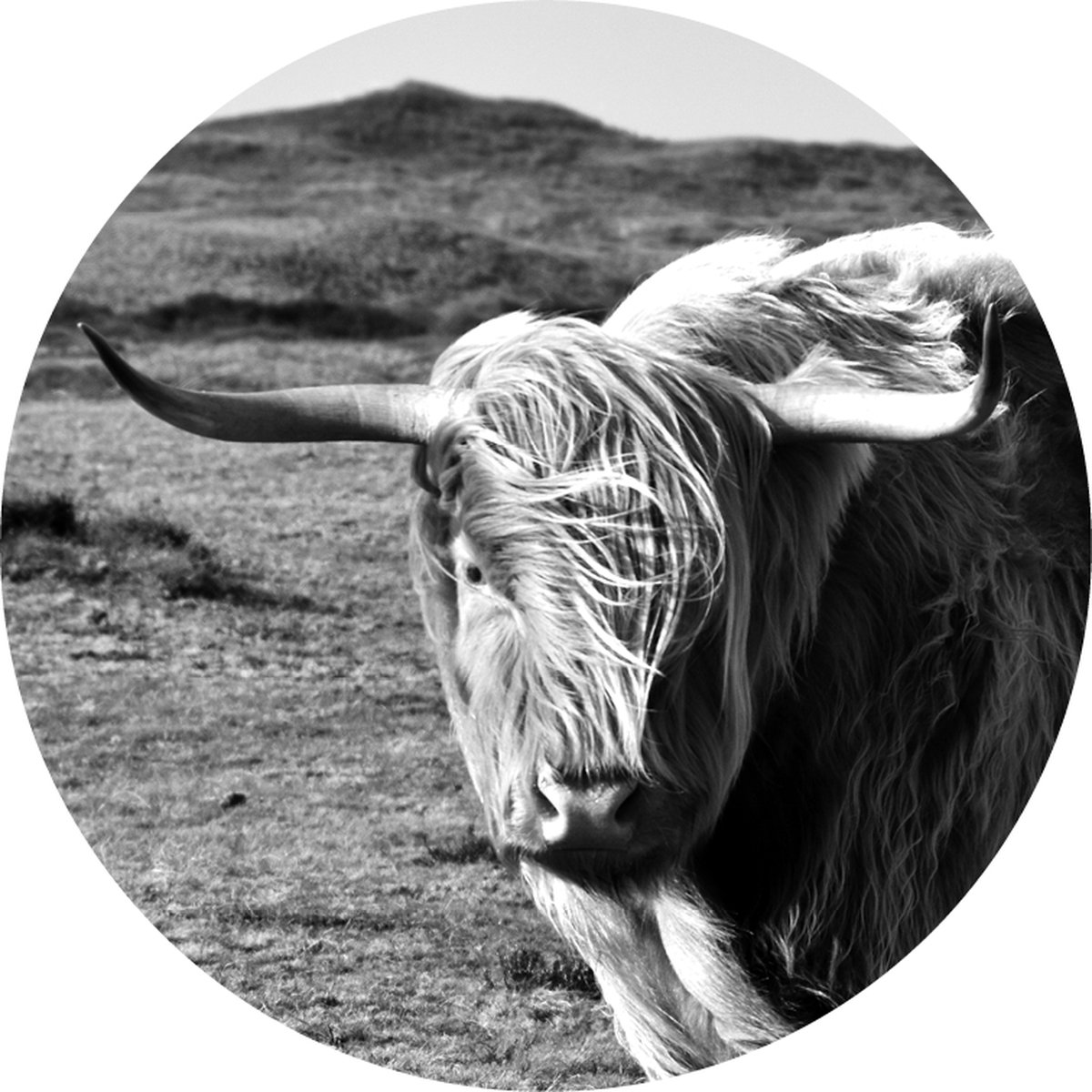 Texelphotos.nl - Muurcirkel -Texel Schotse Hooglander - Wanddecoratie rond - Wandcirkel - Schotse Hooglander - Zwart wit - Strand - Duinen - Natuur - Aluminium - Dibond - 50x50 cm - Binnen en Buiten.