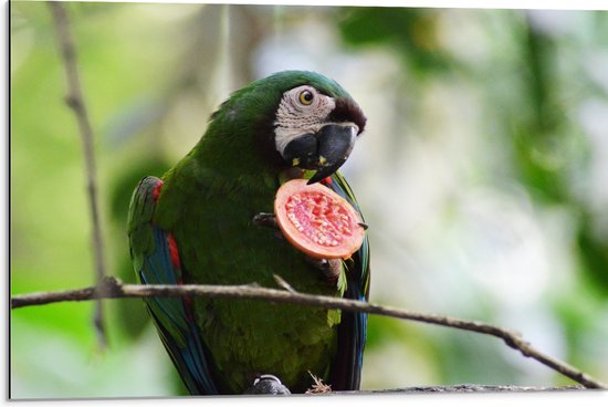 WallClassics - Dibond - Exotische Groene Vogel met Vrucht - Dwergara - 75x50 cm Foto op Aluminium (Wanddecoratie van metaal)