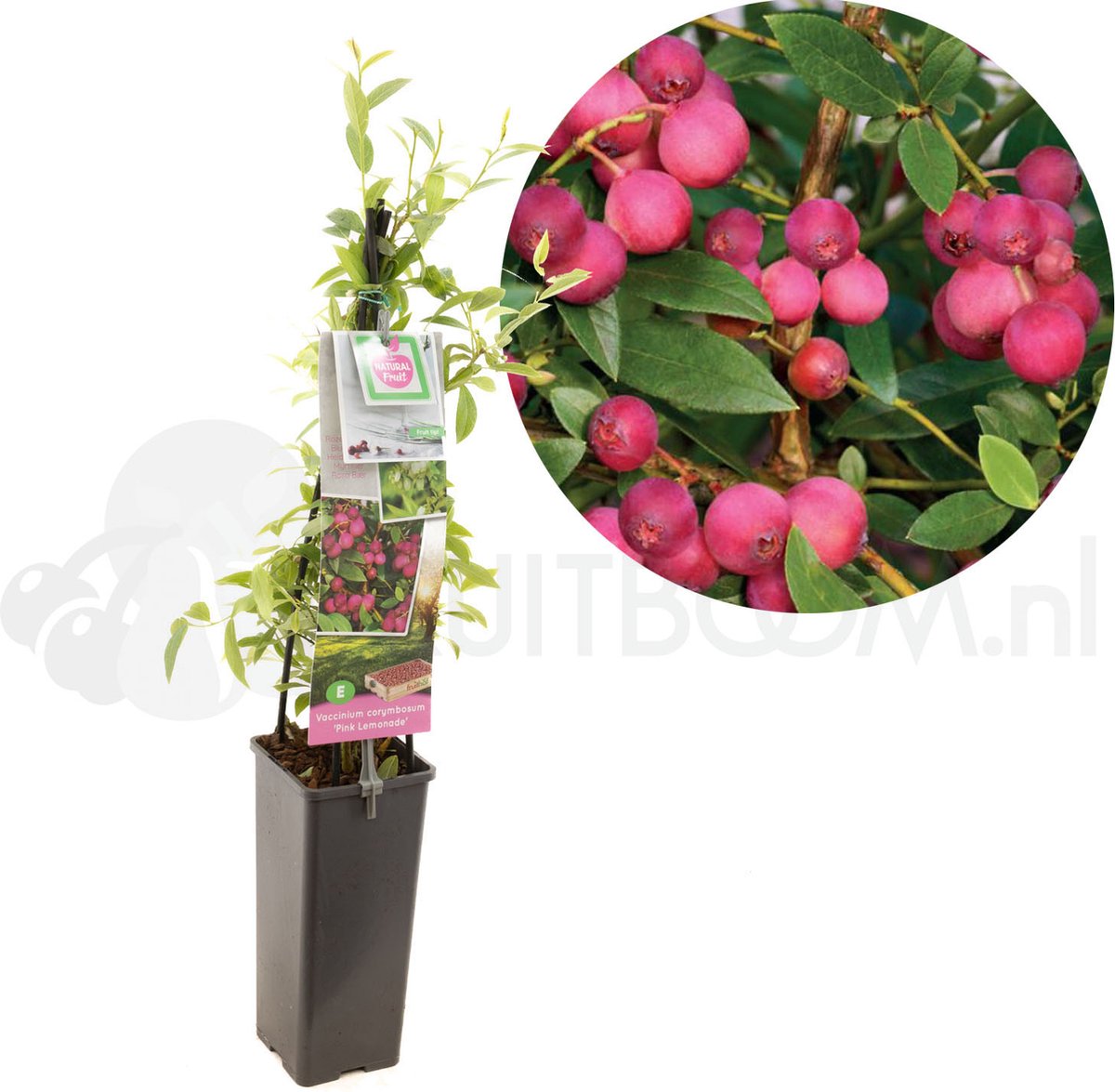 Roze bosbes - bosbesplant - Vaccinium corymbosum 'Pink Lemonade' / 'Pink Marmalade' - kleinfruit - fruitstruik - hoogte 60 cm - potmaat Ø11cm
