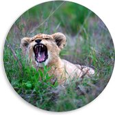 WallClassics - Cercle mural en panneau de mousse PVC - Lionceau rugissant - Photo 50x50 cm sur cercle mural (avec système d'accrochage)