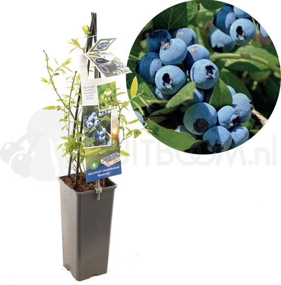 Blauwe bes – Vaccinium corymbosum Bluecrop