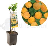 Framboos Rubus Fallgold - Gele herfstframboos 18cm