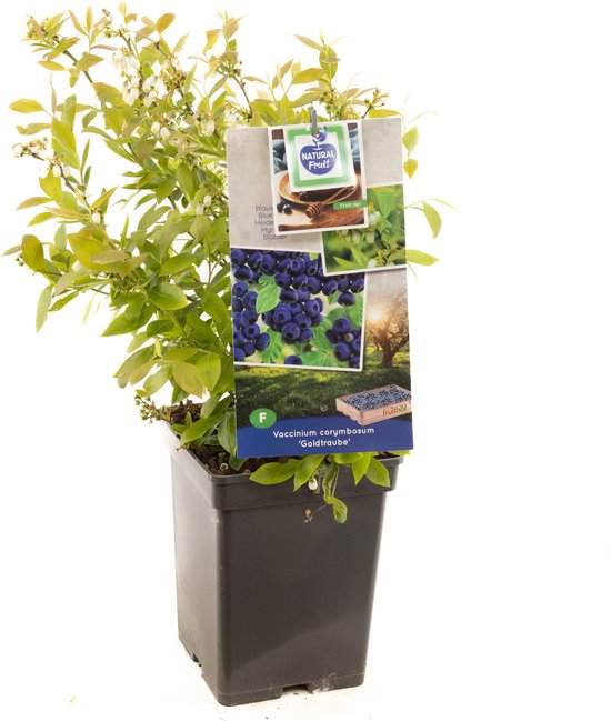 Blauwe bosbes Vaccinium cor. Goldtraube struik