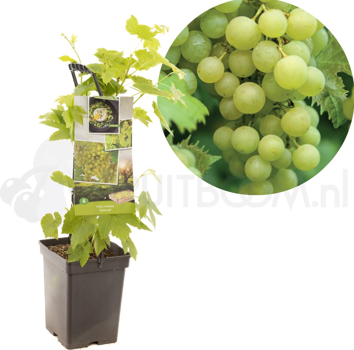 Druivenstruik Vitis Himrod - Witte druif 18cm