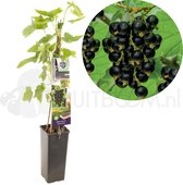 Zwarte bes - Ribes rubrum - kleinfruit - bessenstruik - fruitstruik - hoog gehalte vitamines en mineralen