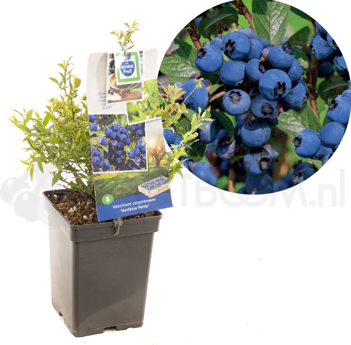 Bessenstruik Vaccinium corymbosum Hortblue Petit - Bes 18cm